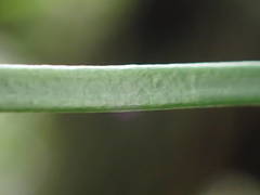 Vittaria isoetifolia