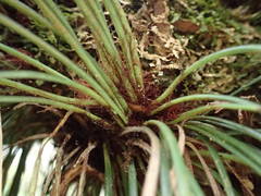 Vittaria isoetifolia