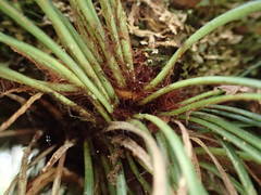 Vittaria isoetifolia