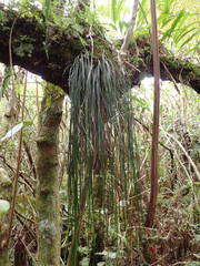 Vittaria isoetifolia