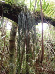 Vittaria isoetifolia