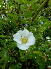 Rosa laevigata