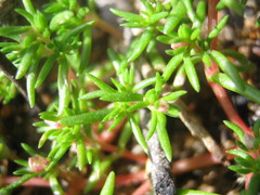 Crassula decumbens