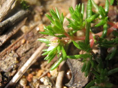 Crassula decumbens