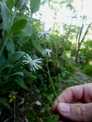 Silene nutans