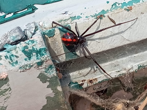 Latrodectus occidentalis (Latrodectus occidentalis)