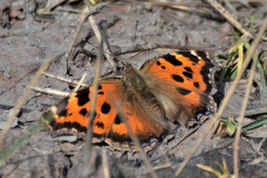 Nymphalis xanthomelas