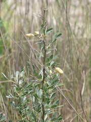 Halimodendron halodendron