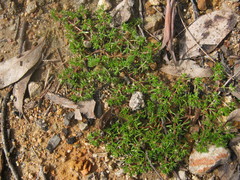 Crassula decumbens