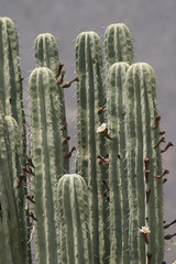 Pachycereus weberi