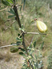 Halimodendron halodendron