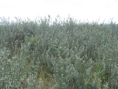 Halimodendron halodendron