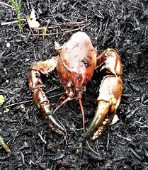Euastacus australasiensis