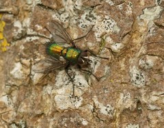 Gymnocheta viridis
