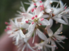 Leionema hillebrandii