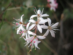 Leionema hillebrandii