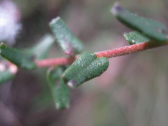Leionema hillebrandii