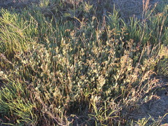 Atriplex verrucifera