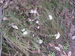 Leionema hillebrandii