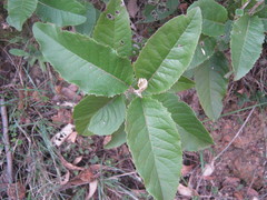 Olearia grandiflora