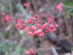 Leionema hillebrandii