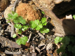 Hydrocotyle callicarpa