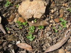Hydrocotyle callicarpa