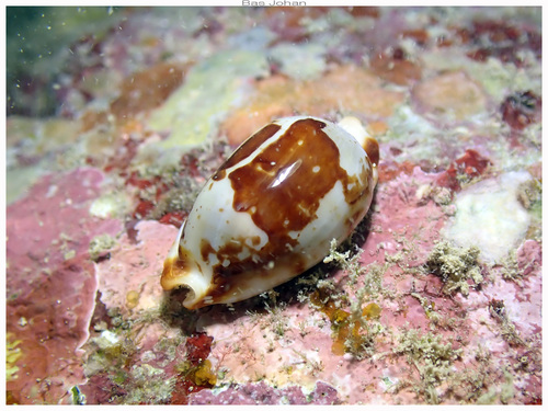 Bistolida stolida observed 2026-05-14