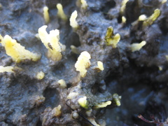 Ciocalypta polymastia