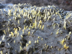 Ciocalypta polymastia