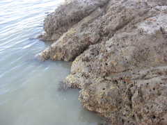 Ciocalypta polymastia