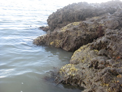 Ciocalypta polymastia