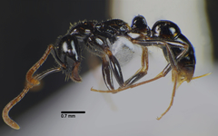 Leptogenys intermedia