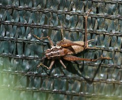 Pachytrachis striolatus