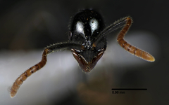 Leptogenys intermedia