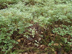 Pilea urticifolia image