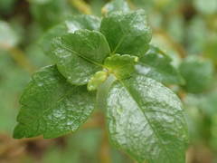 Pilea urticifolia image