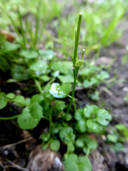Cardamine heleniae