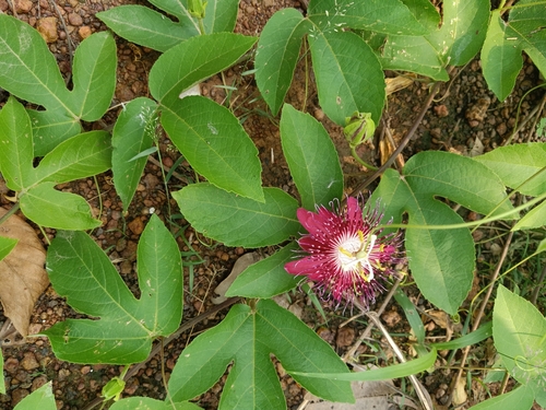 Passiflora incarnata × miniata