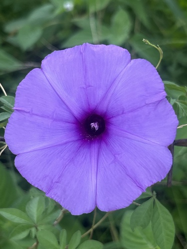 Ipomoea cairica