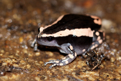 Phrynomantis bifasciatus