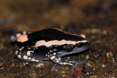 Phrynomantis bifasciatus