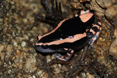 Phrynomantis bifasciatus