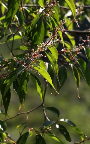 Lagerstroemia fordii