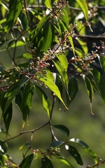 Lagerstroemia fordii