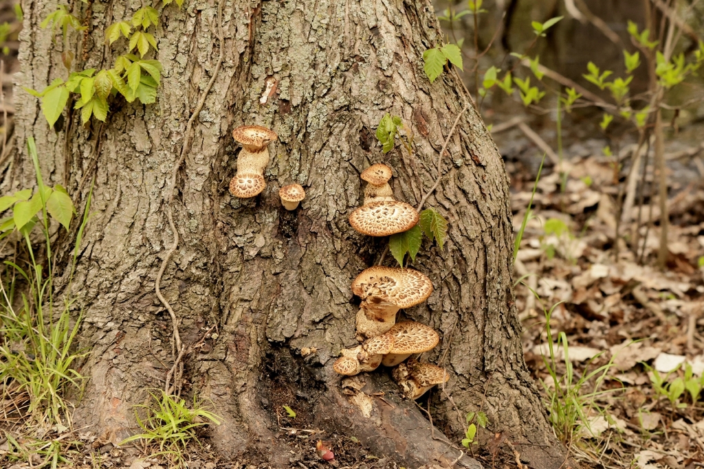 Dryad's Saddle · May 2026 · photo: Photo: (c) Ian Adams, some rights reserved (CC BY) · iNaturalist