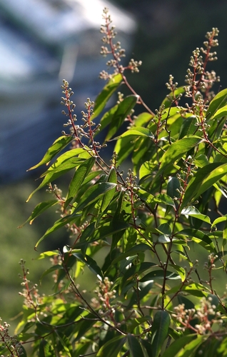 Lagerstroemia fordii, photograph 2