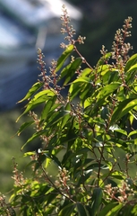 author not stated, no rights reserved Lagerstroemia fordii, photograph author not stated, no rights reserved