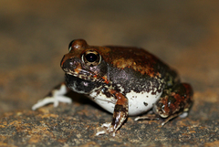 Tomopterna marmorata