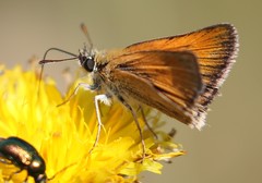 Thymelicus sylvestris